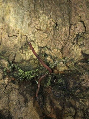 Lumbricus terrestris