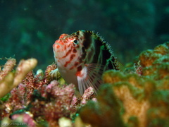 Cirrhitichthys aprinus