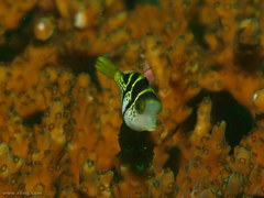 Paraluteres prionurus