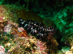 Maritigrella fuscopunctata