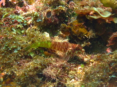 Enneapterygius similis