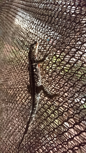 Galapagos Lava Lizard, Microlophus indefatigabilis