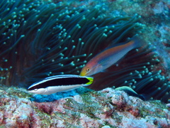 Stethojulis interrupta