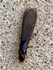 Kalotermes approximatus