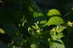 Argyria gonogramma