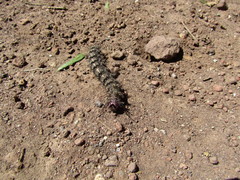 Lepidoptera