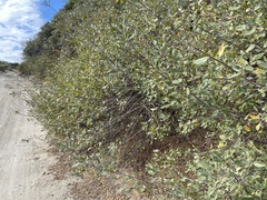 Frangula californica ursina