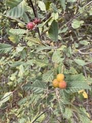 Frangula californica ursina