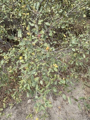 Frangula californica ursina