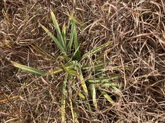 Carex flaccosperma