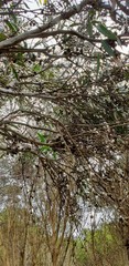 Eucalyptus diversifolia