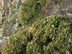 Sedum spathulifolium