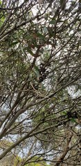 Eucalyptus diversifolia