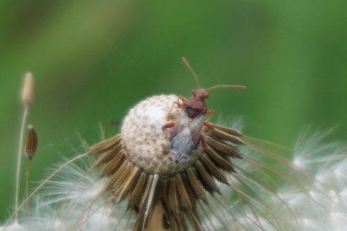 Dryžapilvė Kampuotblakė nuotrauka