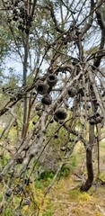 Eucalyptus diversifolia