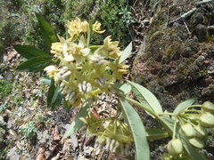 Asclepias auriculata