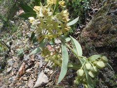 Asclepias auriculata