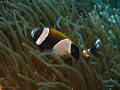 Amphiprion latezonatus