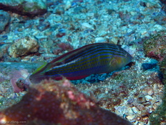Suezichthys arquatus