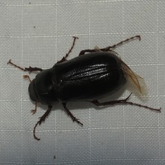 Phyllophaga bilobatata