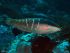 Coris dorsomacula