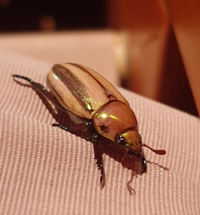 Pelidnota testaceovirens