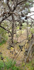 Eucalyptus diversifolia