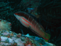Coris dorsomacula