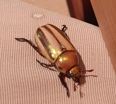 Pelidnota testaceovirens