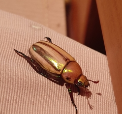 Pelidnota testaceovirens