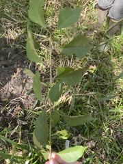 Forestiera acuminata