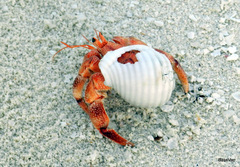 Coenobita perlatus