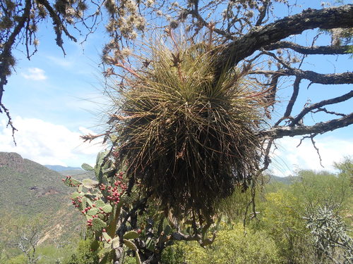 Tillandsia juncea