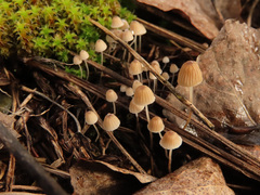 Mycena lohwagii