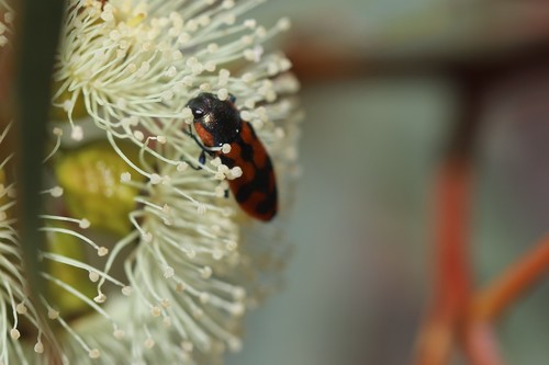 Castiarina distinguenda · iNaturalist United Kingdom