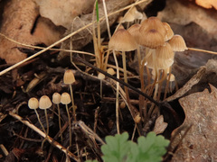 Mycena lohwagii