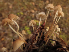 Mycena lohwagii
