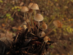 Mycena lohwagii