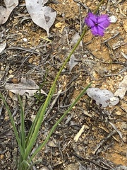Thysanotus multiflorus