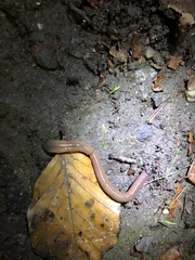 Lumbricus terrestris