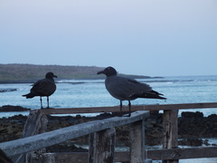 Leucophaeus fuliginosus