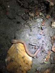 Lumbricus terrestris