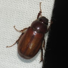 Phyllophaga timida