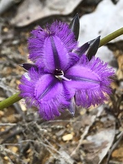 Thysanotus multiflorus