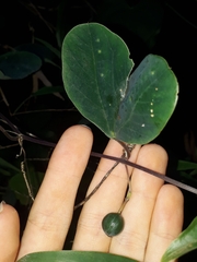 Passiflora pohlii
