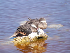 Anas bahamensis galapagensis