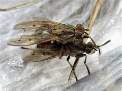 Salticella fasciata