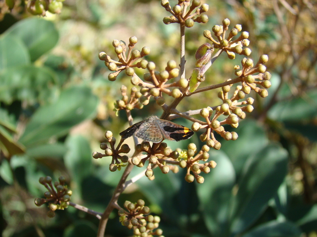 Stichelia cuneifascia