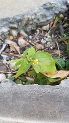 Galinsoga quadriradiata