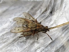 Salticella fasciata